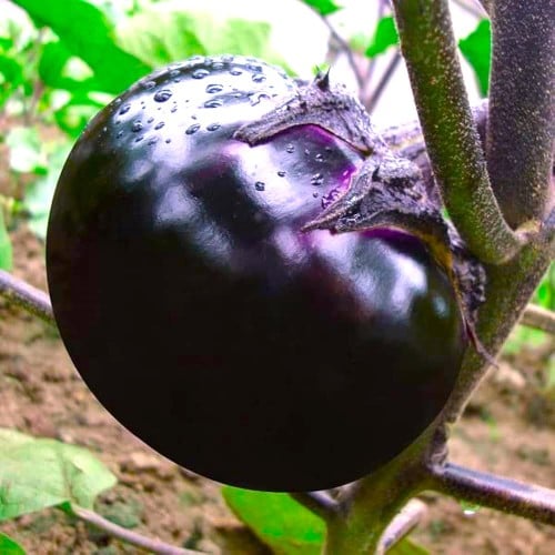 EGGPLANT BRINJAL F1