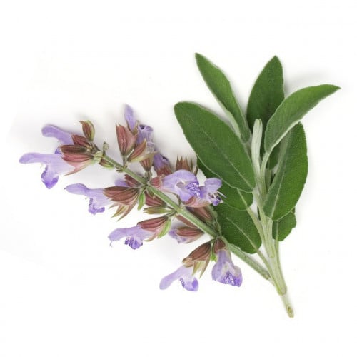 CLARY SAGE