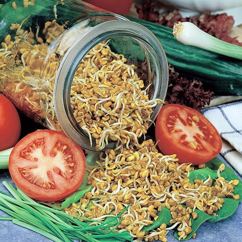 Sprouting seeds-Fenugreek