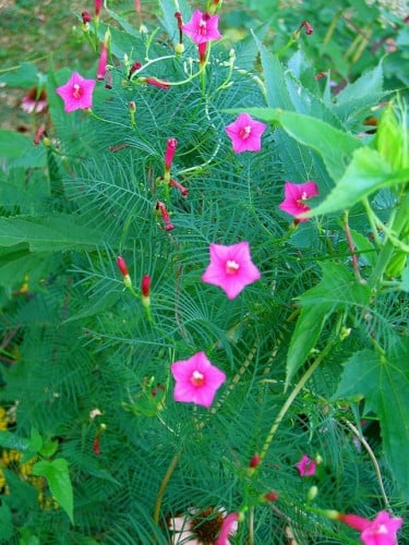 CYPRESS VINE
