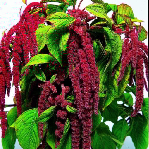 PENDANT AMARANTH