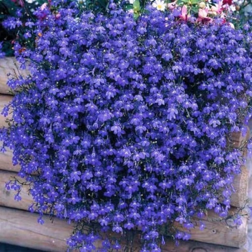 GARDEN LOBELIA MISSIS KLIBRAN