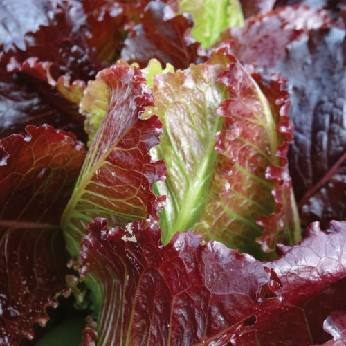 BUTTERHEAD LETTUCE ROSEMARY