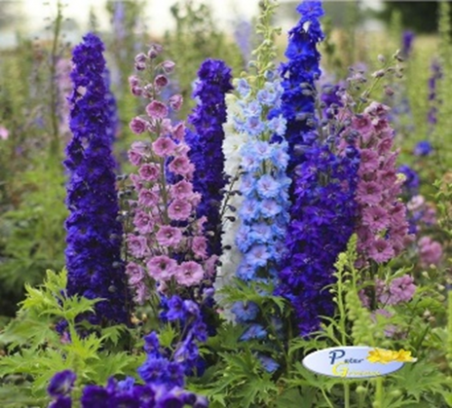 DELPHINIUM DWARF MIX