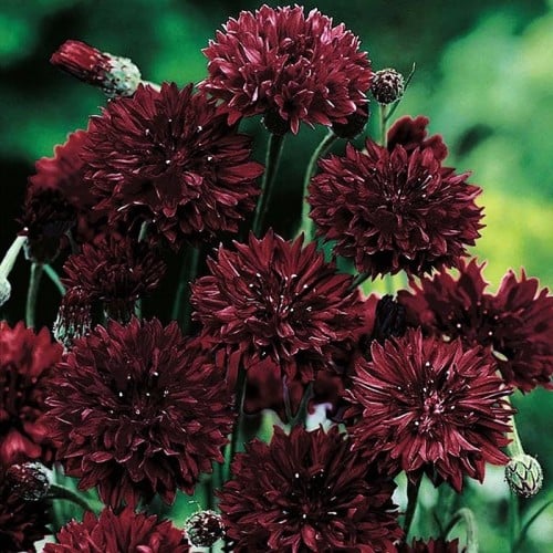 قنطريون عنبري أسود