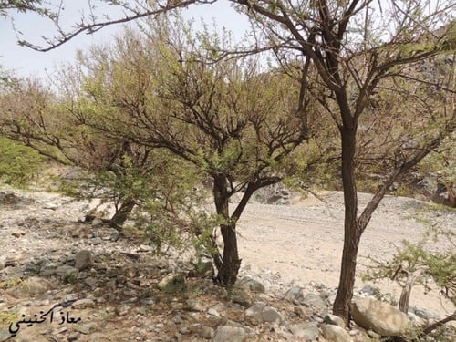 قرض من الحجاز 100 بذرة Acacia etbaica