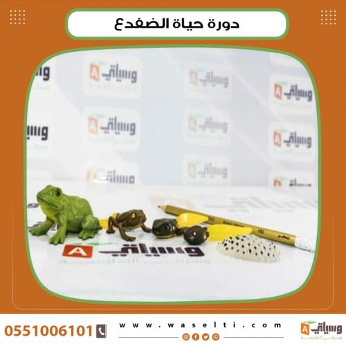 دورة حياة الضفدع