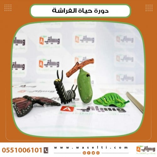 دورة حياة الفراشة