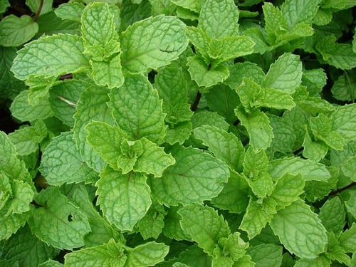 بذور النعناع الاسباني ( Mentha )