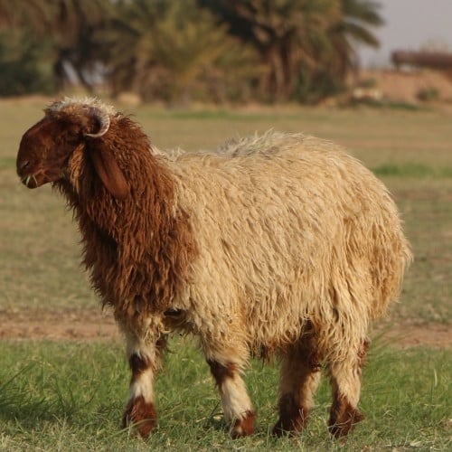خروف نعيمي أضحية (وسط)