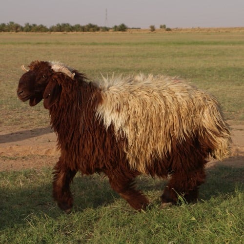 خروف نعيمي أضحية (كبير)