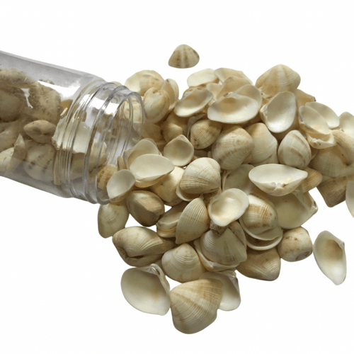 اصداف بحر صناعيه حجم صغير