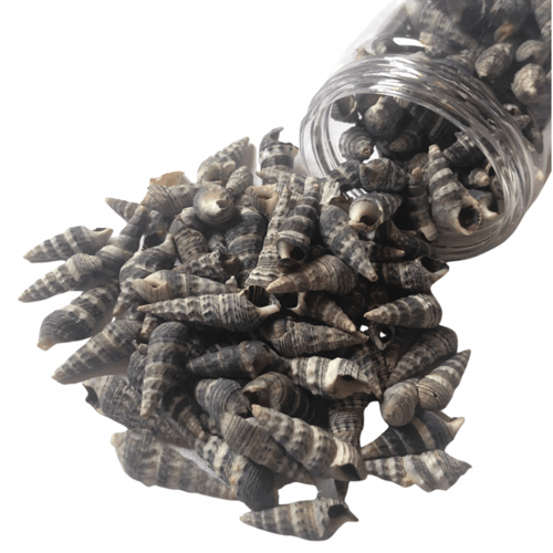 قواقع بحر صناعيه لاعمال الريزن والاعمال الفنيه