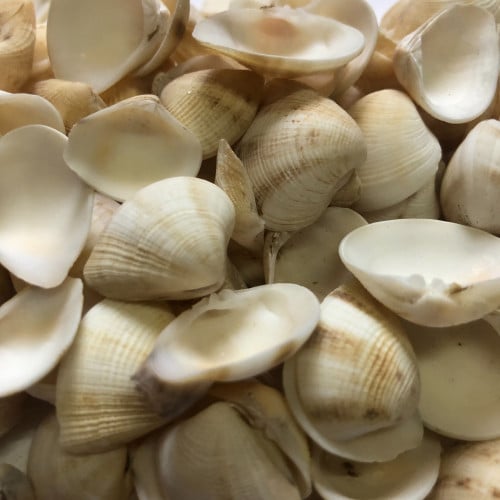 اصداف بحر صناعيه حجم صغير