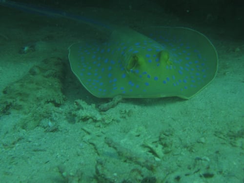 برنامج الغوص المحلي - شاطئ