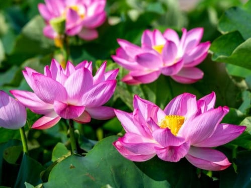 زهرة اللوتس