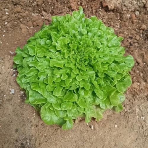 خس لولو اخضر عضوي
