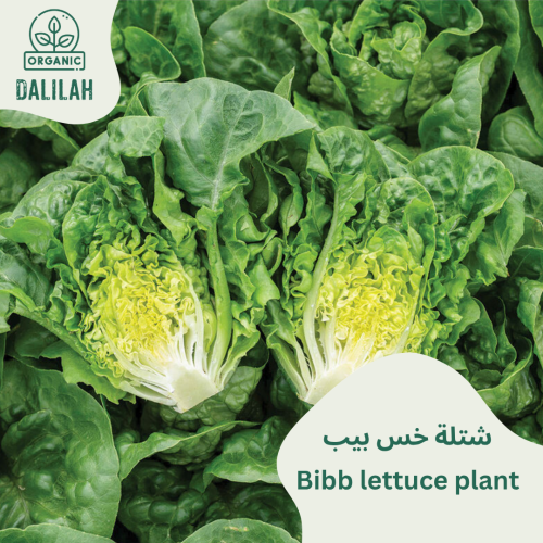 شتلة خس بيب