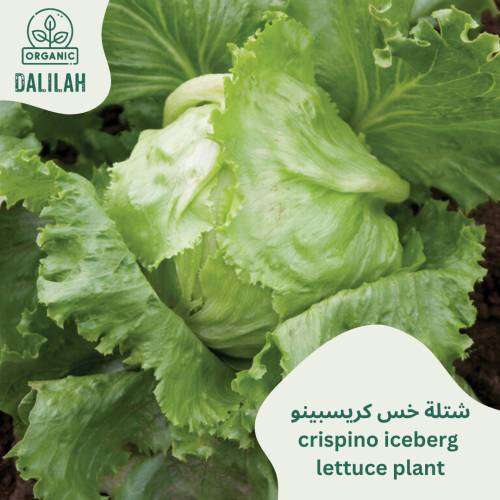 شتلة خس كريسبينو