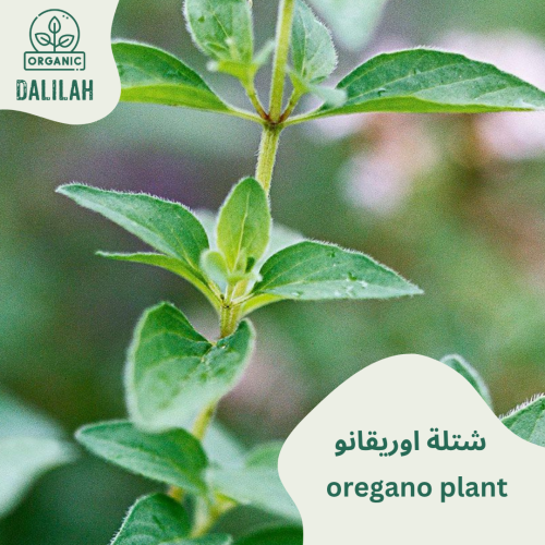 شتلة اوريقانو