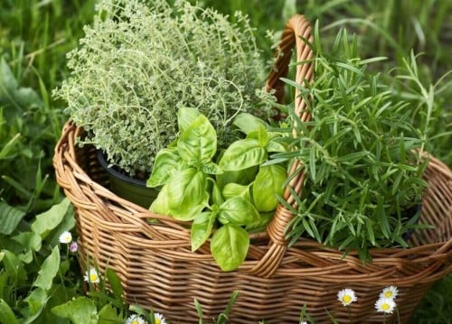 ورقيات و أعشاب دليلة