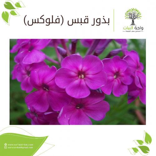 بذور قبس (فلوكس)