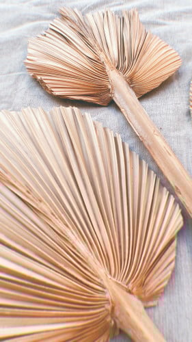 غصن نخل استوائي مجفف