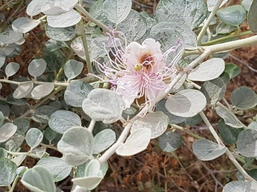 شفلح (كبار) 100 بذرة Capparis spinosa