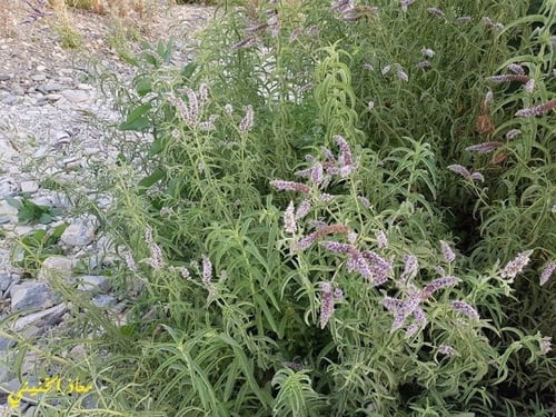 حبق بري مقدار ملعقة وسط من البذور Mentha longifoli...