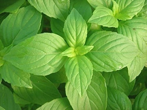 بذور ريحان منوع - Six Basil Blend Basil Seeds