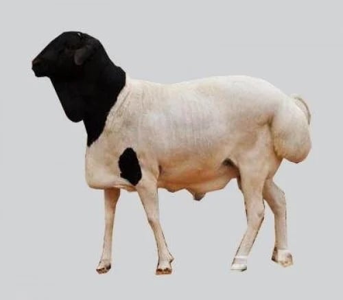 بربري