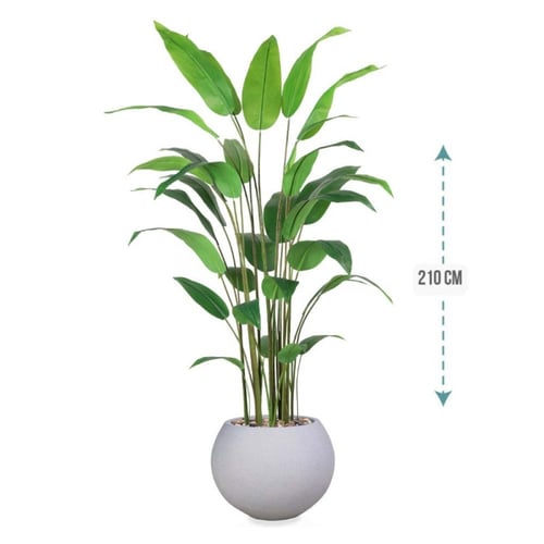 شجر ورق عصفور الجنة حوض فيبر ارتفاع 210 سم : 1631-...