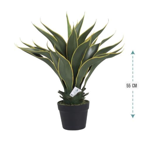 شجر صبار بحواف اصفر 55 سم : 152-1