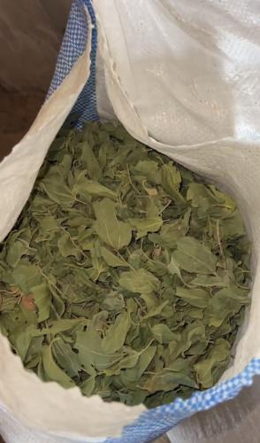 سدر طازج ورق مجفف غير مطحون كيلو في كيس شوال الوزن...