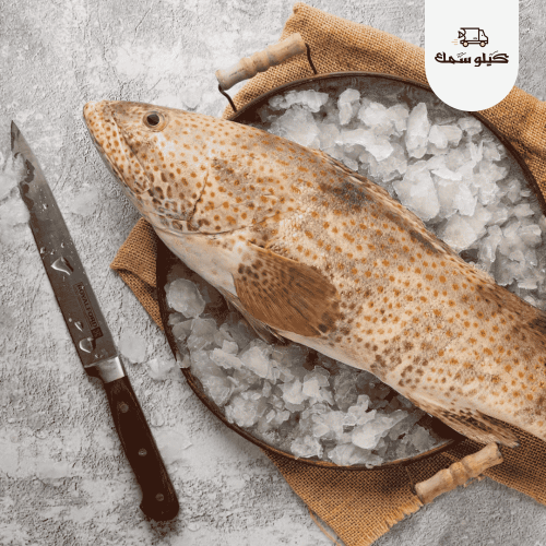 سمك هامور - Hamour Fish