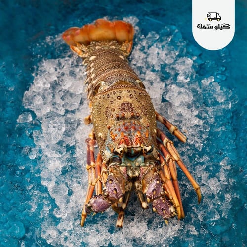 لوبستر - Lobster