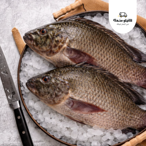 سمك بلطي - Tilapia Fish