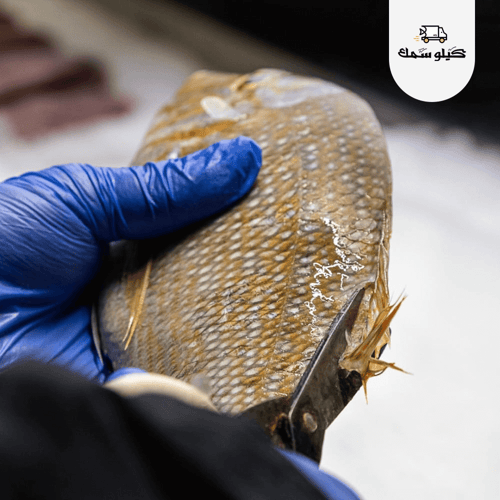 سمك شعري وسط - Medium Shour