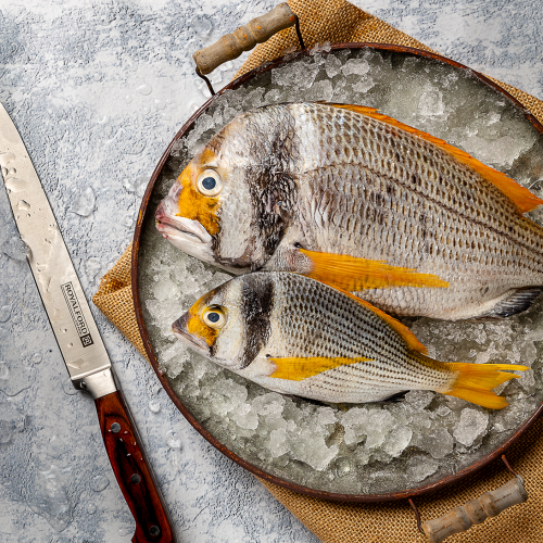 سمك فسكر كبير - fasker large