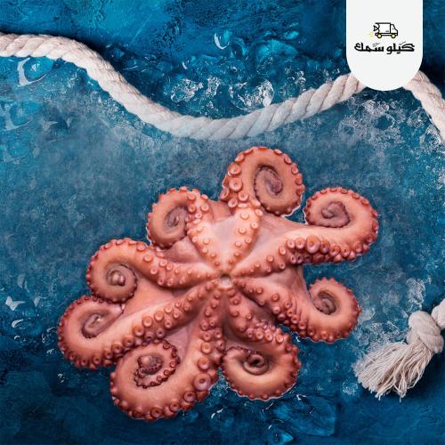 اخطبوط - Octopus
