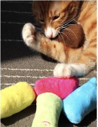 مخده كاتنب لا يوجد لون محدد