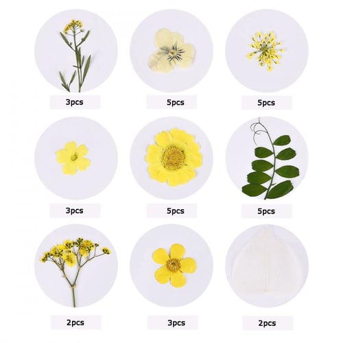ورد مجفف مجموعة لون أصفر رقم 11