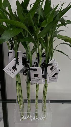 توزيعات ساق البامبو