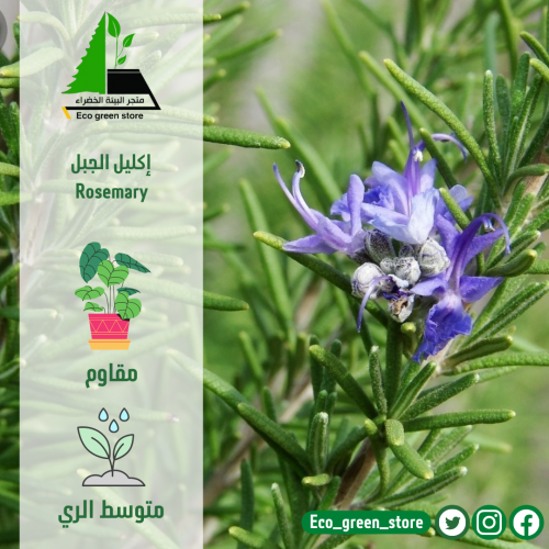 اكليل الجبل