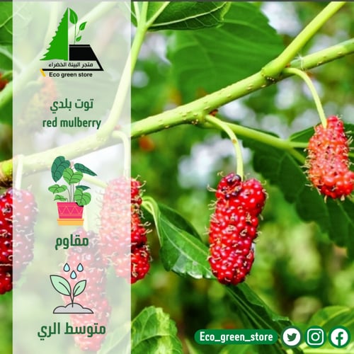 بكج الأشجار المثمرة