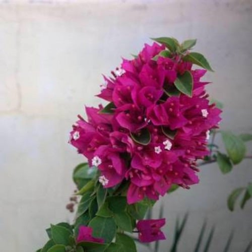 بكج الجهنميات - 6 أنواع من النباتات