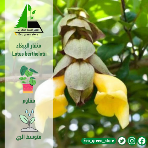 منقار الببغاء