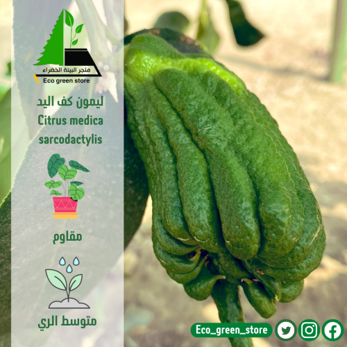 ليمون كف اليد