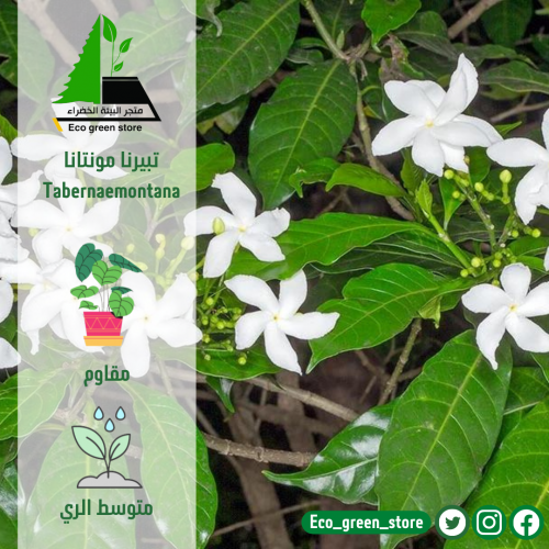 ياسمين كريب