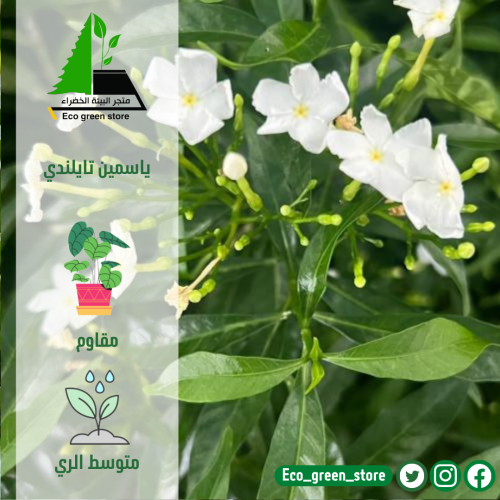 ياسمين تايلندي